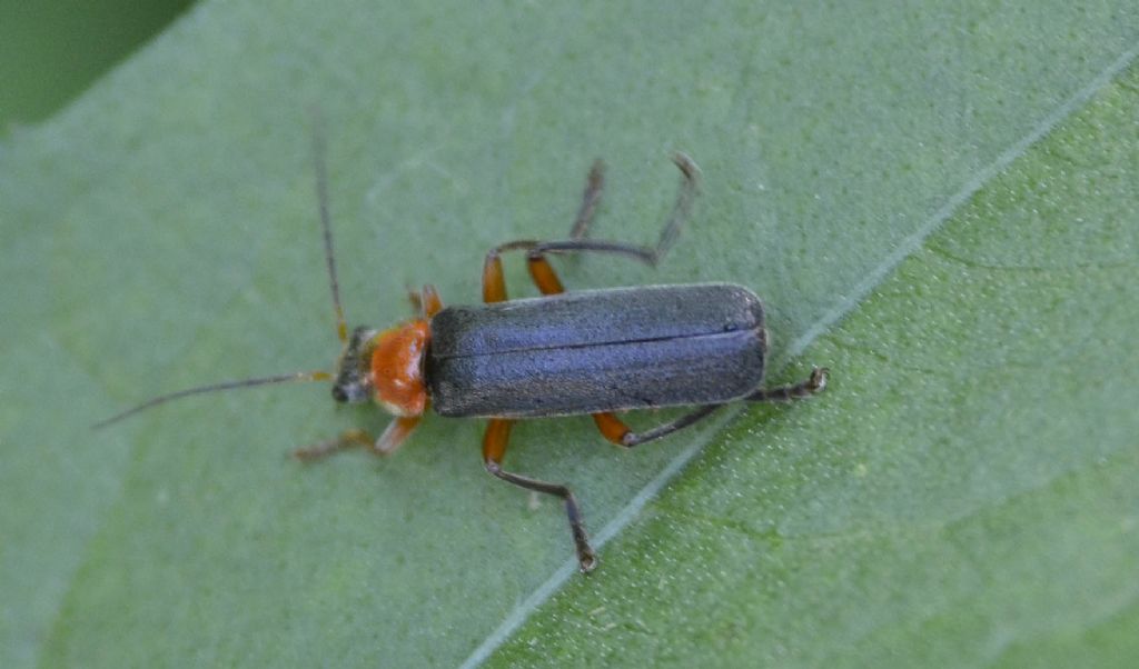 Cantharis cfr. pellucida